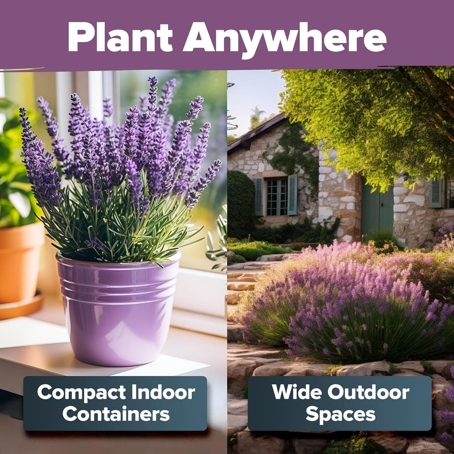 HOME GROWN π¨π¦π π£π₯ππ ππ¨π English Lavender Seeds 2 Pack 3000 π‘π’π‘-ππ π’ Wildflower Seed, for Planting Indoor Outdoor High Germination Flower Seeds (Lavandula antustifolia)