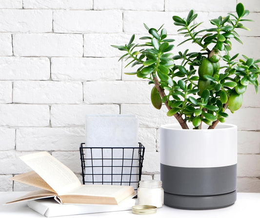 D'vine Dev Set of 2 Plants Pots, 6.5 Inch Ceramic Planter Pot for Plants with Drainage Hole and Saucer, White/Speckled Grey, 94-V-C-6