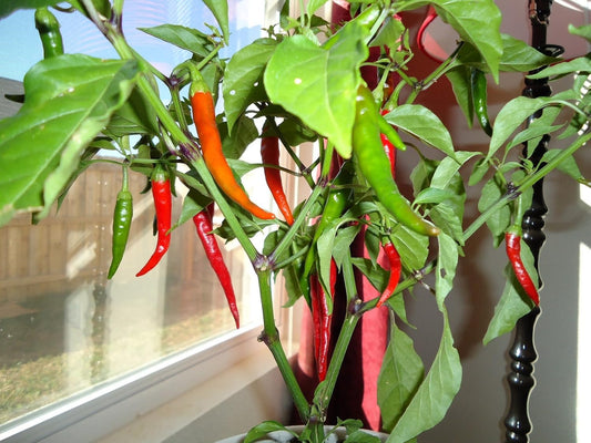 Clovers Garden Cayenne Long Slim Pepper Plants- Two (2) Live Plants β Non-GMO - Not Seeds β Each 4"-8" Tall in 4 Inch Pots - Medium Heat, Dries Well