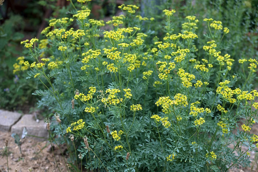 Organic Rue Seeds (Ruta graveolens) 100 Seeds (0.2 Grams) - Common Rue, Garden Rue, German Rue, Herb-of-Grace, Herbe Γ la Belle-Fille, Herbe de GrΓ’ce by Smoke Camp Crafts