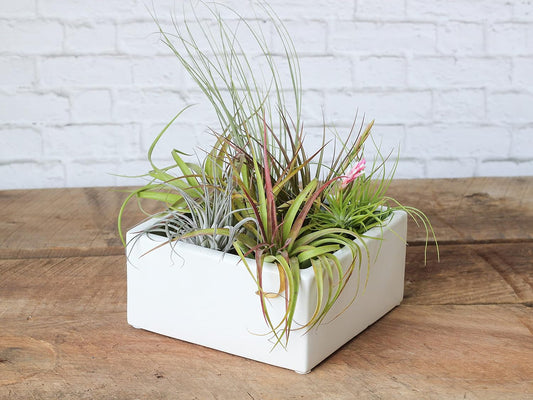 Air Plant Shop 20 Pack Tillandsia Air Plant Grab Bag of Premium Medium & Large Plants- Wholesale and Bulk - Succulents - Live Tillandsia - Easy Care Indoor and Outdoor House Plants