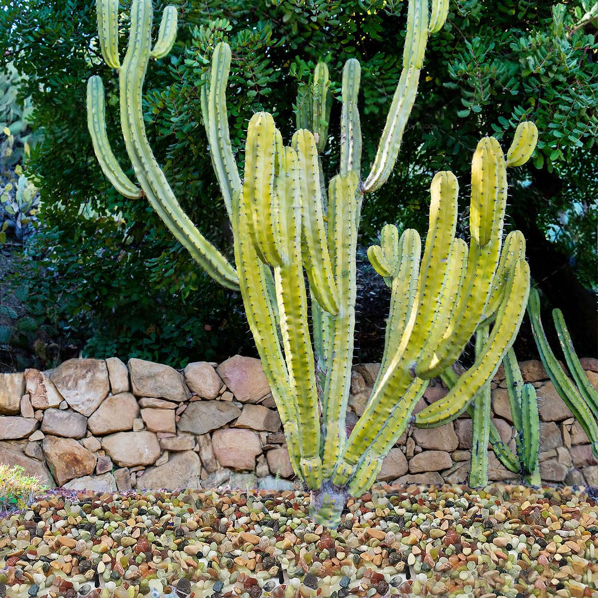 5LB Succulent and Cactus Colorful Pebbles, 3/8 Inch Pebbles for Indoor Plants, Natural Decorative Polished River Rocks for Vases, Planters and Outdoor Gardening