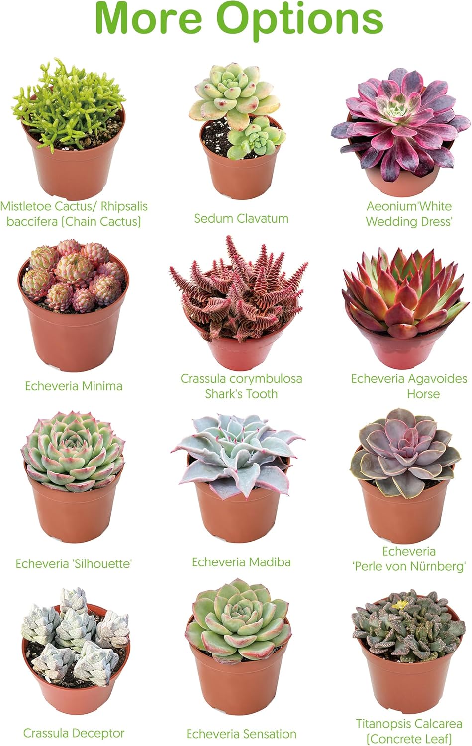 2" Live Succulent 'Baby Toes', Rare Succulent Plants Fully Rooted in Pots, Unique House Plant for DIY, Party Favor, Home Office Decoration