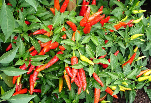 Clovers Garden Super Chili Hot Pepper Plant - Two (2) Live Plants β Non-GMO - Not Seeds β Each 4"-8" Tall in 4 Inch Pots - 40K SHU