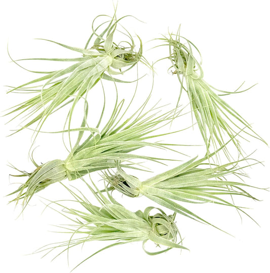 Live Air Plant - Tillandsia Gardneri 5-7β - 5ct - ragnaroc Rare Collectors Indoor Tropical Plant - Live Arrival Guaranteed - House Plants for Home Decor & Gift