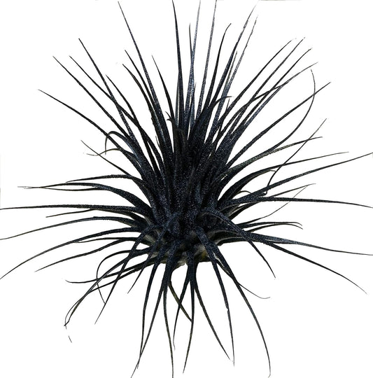 Live Extra Large Tillandsia Ionantha Guatemala Colorful Air Plant 3+ inch Enhanced Color Easy Care Indoor Outdoor Home Decor Gift Airplant by Awesome Industries (Black XL)