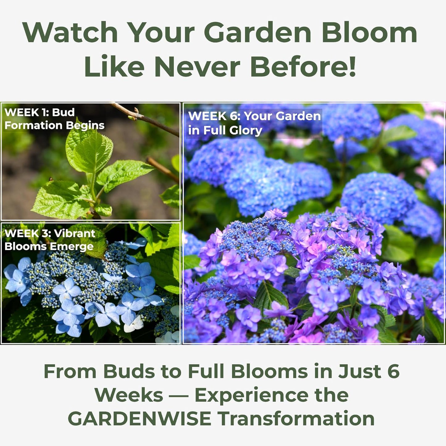 Slow Release Hydrangea Fertilizer with Iron & Sulfur β Indoor & Outdoor Soil Acidifier for Miracle Growth (5 qt)