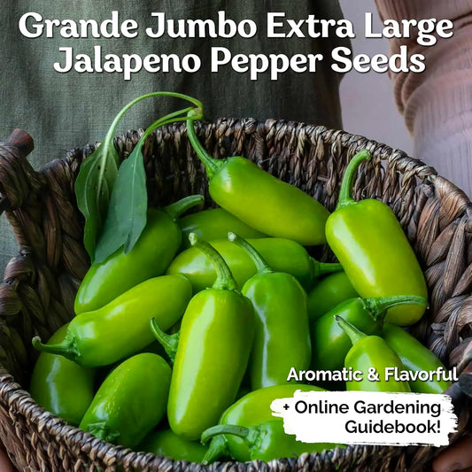 KVITER 100 Grande Jumbo Jalapeno Seeds for Planting (Capsicum Annuum) β Ultimate Stuffer Heirloom Pepper, Extra Large Hot Jalapeno Pepper Seeds β Vegetable Seeds for Outdoor & Indoor Garden