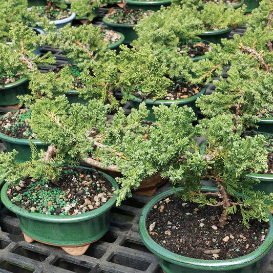 Brussel's Live Green Mound Juniper Outdoor Bonsai Tree - 3 Years Old; 4" to 6" Tall with Decorative Container - Not Sold in California