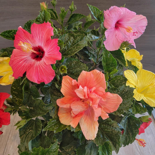 Tropical Plants of Florida Live Hibiscus Bush β Mystery Multi-Color Flowering Shrub in 3 Gallon Pot, 24 to 28β Tall β 2 to 3 Mixed Bloom Colors, Outdoor Tropical Garden Plant