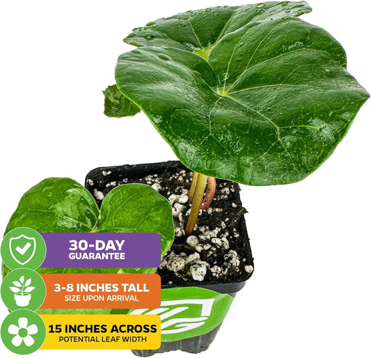 Tractor Seat Plant (Leopard Plant) β Farfugium Japonica VAR. Gigantea by Wellspring Gardens β Large Glossy Foliage β Shade-Loving Ornamental β Great for Containers & Landscaping (2-Pack)