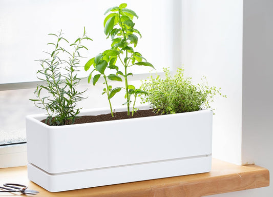 D'vine Dev 12 Inch Window Box Planter, Rectangle Plastic Herb Planter with Drainage Holes and Saucer, Indoor Succulent Cactus Vegetable Pot for Windowsill, Garden Balcony, White, Set of 1, 76-X-A-1
