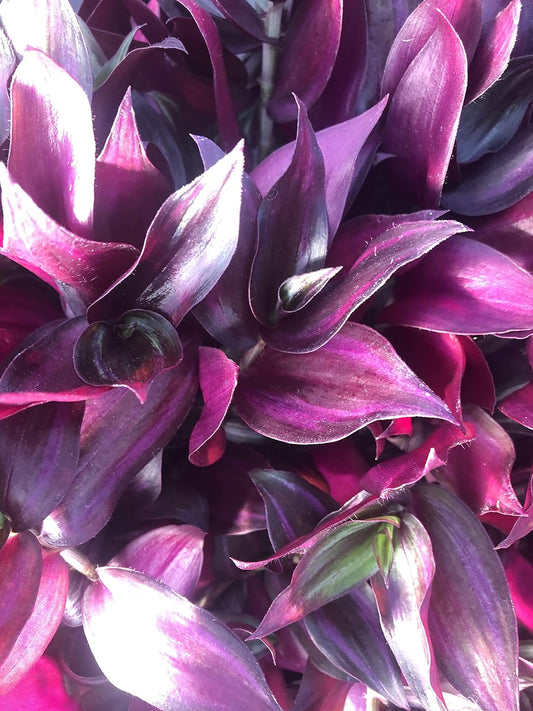 Tradescantia Zebrina ~ 20 Rooted cuttings ~ Red Gem ~ Rare Wandering Jew (20 Pieces)