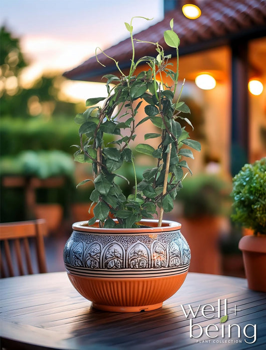Natureβs Way Farms Jasmine Confederate Staked Outdoor Live Plant (18-24in Tall) in Grower Pot Comes Without Flowers