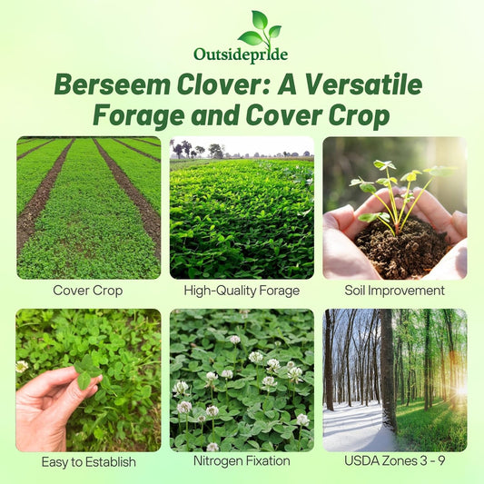 Outsidepride Annual Berseem Clover Seeds for Lawn - 50 lbs. High-Yield, Fast-Growing Clover Cover Crop Seeds for Food Plots, Cattle Forage & Nitrogen-Rich โ Ideal for Pastures & Soil Improvement