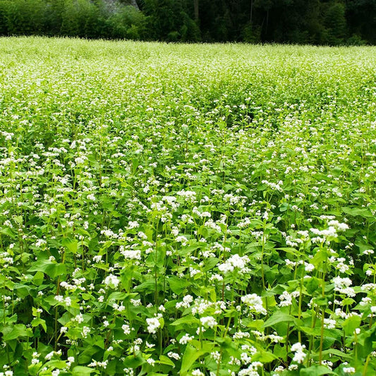 Buckwheat Seeds - 25 Lb Bulk ~300,000 Seeds - Organic, Non-GMO, Whole (Shell On) - Grow Buck Wheat Microgreens, Lettuce