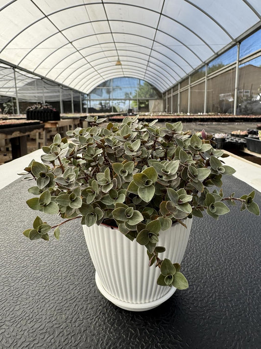 Turtle Vine with White Stripe Succulent, Live Callisia Repens Sedum Succulent in 4" Pot, House Plant Home Office Wedding Decoration DIY Projects Party Favor