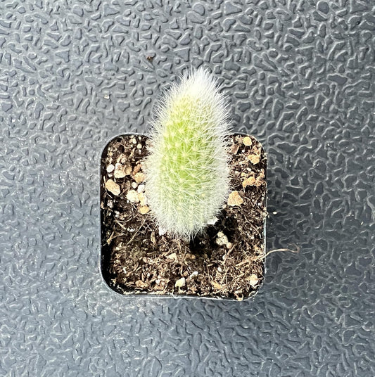 Sprout N Green Monkey Tail Cactus, Live Hildewintera colademononis Cacti Plant Rooted in 2in Nursery Pot, Indoor Outdoor Office Home Cute DΓ©cor, Drought-Tolerant Plant