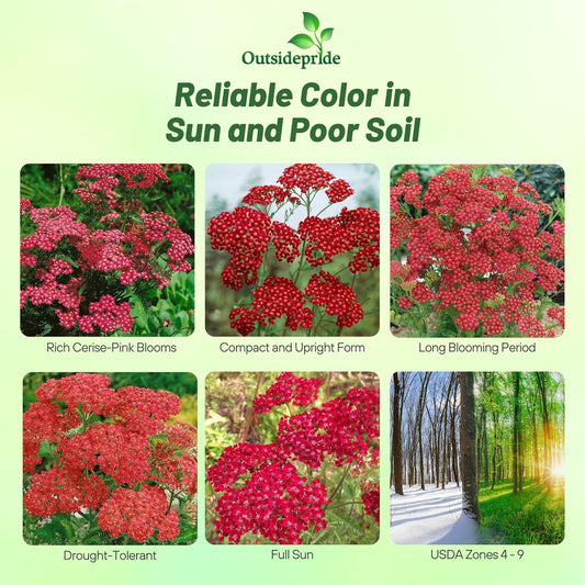 Outsidepride Cerise Queen Yarrow Seeds β 10000 Pcs. Perennial, Versatile, Clump-Forming, & Drought Tolerant Flower Seeds for Planting Fragrant & Vibrant Blooms, Ideal for Pollinator Gardens