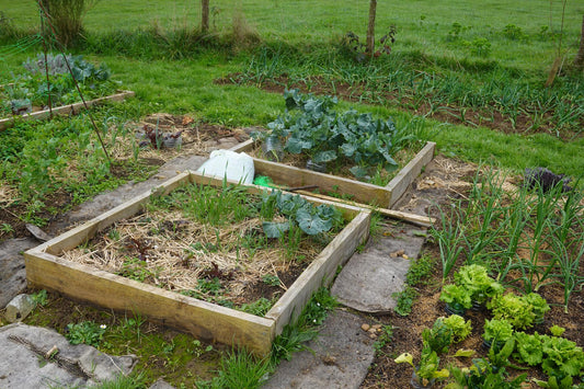 Raised Garden Beds That Make Growing Vegetables Feel Effortless