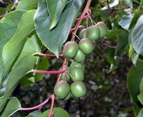 3 Hardy Kiwi Plants- 2 Female Ananasnaya, and One Male Pollinater-All in 4 Inch Cups/Kiwi Aruguta. Awesome Starter Plants!