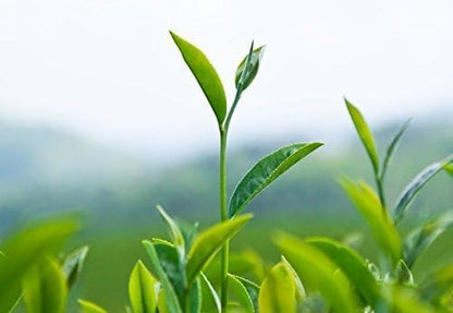 Camellia Sinensis - 4 Inch Container - Beautiful Live Tea Plant Black White Green and Oolong