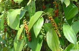 New and Healthy Piper Nigrum Black Pepper Live plant