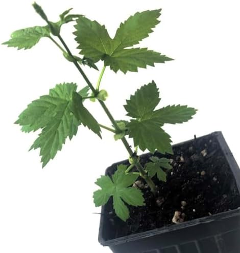 Smoke Camp Crafts Cascade Hops Plant (Humulus lupulus) in 2.5 inch Pot | Perennial Vine for Beer Making or Tea
