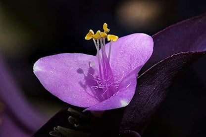 Organic Purple Heart Plant, Tradescantia pallida, Live Plant in 3-inch Pot - Purple House Plant with Magenta Flowers, Easy to Grow, Drought-Resistant by Smoke Camp Crafts