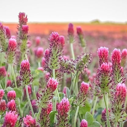 Clover Trio Seed Blend – Premium 5 Lb Bulk ~896,000 Seeds – Red, White & Crimson Clover – Cover Crop & Soil Enrichment Mix