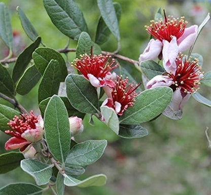 Pineapple Guava | 3 Large Gallon Size Plants | Feijoa Sellowiana | Edible Fruit Shrub and Fragrant Flowering Foliage