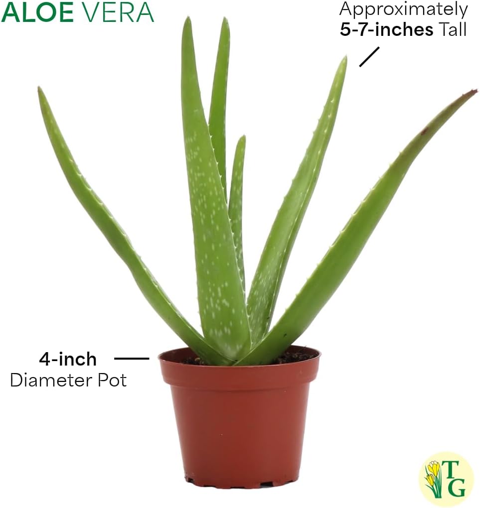 Thorsen's Greenhouse Aloe Vera, Live Indoor Plant, Aloe barbadensis, Easy to Grow, Succulent, Natural Air Purifier, 4" Diameter Pot (Aloe You Vera Much)