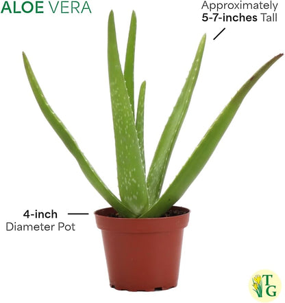 Thorsen's Greenhouse Aloe Vera, Live Indoor Plant, Aloe barbadensis, Easy to Grow, Succulent, Natural Air Purifier, 4" Diameter Pot (Silver - Metal)