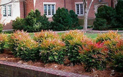 Heavenly Bamboo - Nandina Domestica - 2 Live Gallon Size Plants - Beautiful & Colorful Low Maintenance Foliage