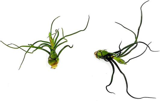 Air Plants - Flowering Tillandsia Bulbosa Guatemala, Large 3-5" - 2ct - Live Arrival Guaranteed - House Plants for Home Decor & Gift