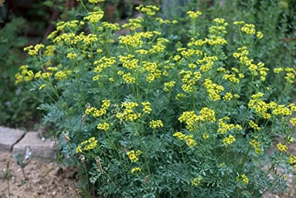Organic Rue Seeds (Ruta graveolens) 100 Seeds (0.2 Grams) - Common Rue, Garden Rue, German Rue, Herb-of-Grace, Herbe à la Belle-Fille, Herbe de Grâce by Smoke Camp Crafts
