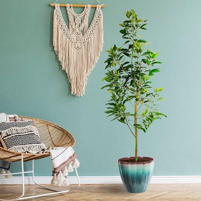 Brighter Blooms - Cold Hardy Avocado Tree, 3-4 ft. - No Shipping to AK, AZ, HI, OR