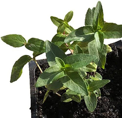 Organic Live Mountain Mint Plant (Pycnanthemum muticum) in 2.5 inch Pot - Short Toothed Mountain Mint, North American Native Plant by Smoke Camp Crafts