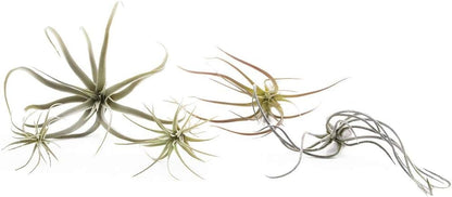 CHIVE Artificial Air Plants — Bulk Set of 5, Medium — Ultra Realistic Fake Tillandsia Bromeliad Plants — Decorative Faux Succulents for Home & Office Decor — No Care Needed!