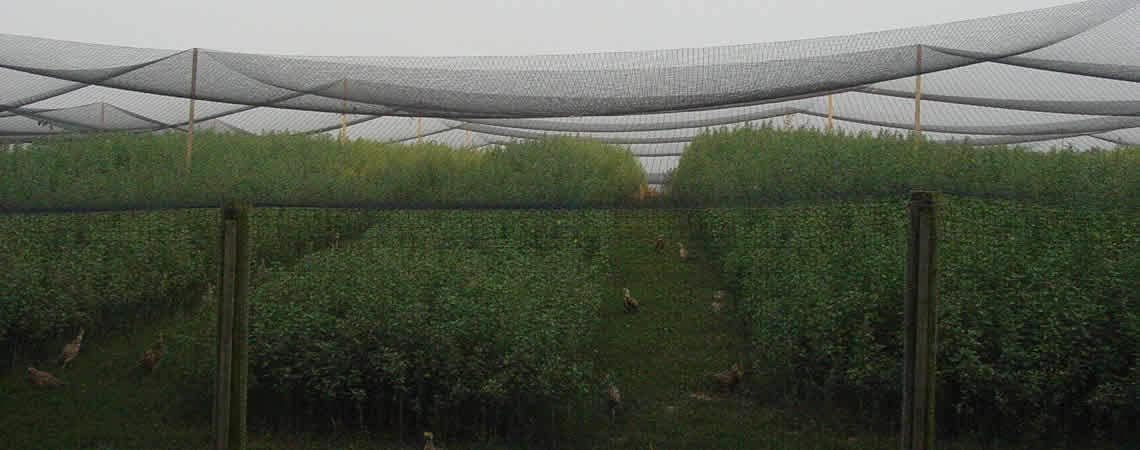 Poultry Netting 1" or 2" Mesh Heavy Knotted Nets Aviary Gamefowl Quail Chicken Bird Block Net Long Lasting Break/Burst 85/245 lb Polyethylene 8-10 Year Lifespan (25' X 150', 2)