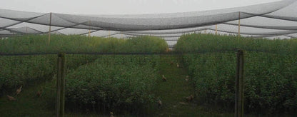 Poultry Netting 1" or 2" Mesh Heavy Knotted Nets Aviary Gamefowl Quail Chicken Bird Block Net Long Lasting Break/Burst 85/245 lb Polyethylene 8-10 Year Lifespan (12.5' X 150', 2)
