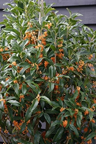 Apricot Echo Orange Tea Olive - Live Plant - 2 Gallon Pot
