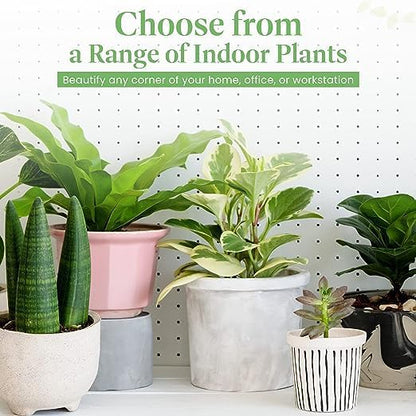 American Plant Exchange Arabica Coffee 3 Pack Fuit Producing Live Plants, Three 4" Pots, Fragrant White Flowers