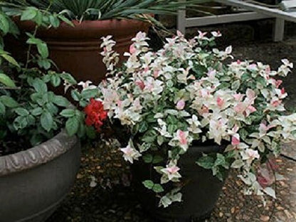 Snow N Summer Asian Jasmine Vine - Live Plant - Quart Pot