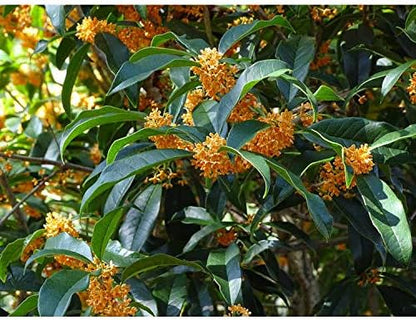 Apricot Echo Orange Tea Olive - Live Plant - 2 Gallon Pot