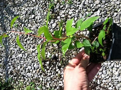3 Hardy Kiwi Plants- 2 Female Ananasnaya, and One Male Pollinater-All in 4 Inch Cups/Kiwi Aruguta. Awesome Starter Plants!