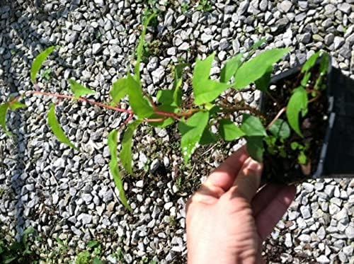 3 Hardy Kiwi Plants- 2 Ken's Red, and One Male Pollinater-All in 4 Inch Cups/Kiwi Aruguta- Awesome, Healthy Starter Plants!