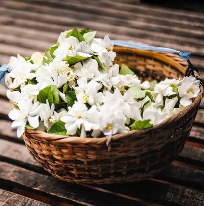 Night Blooming Jasmine Live Plant - Cestrum Nocturnum. Fragrant Flowering Shrub for Garden, Patio or Window (4 ngt.jas Cups)