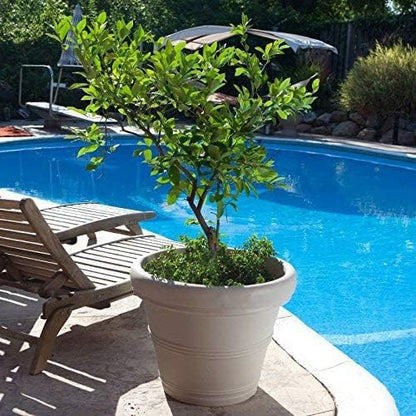 Crescent Garden Brunello Planter, Classic Rolled-Rim Plant Pot, Plastic Indoor-Outdoor Planter, 12-Inch (Weathered Concrete-Color)
