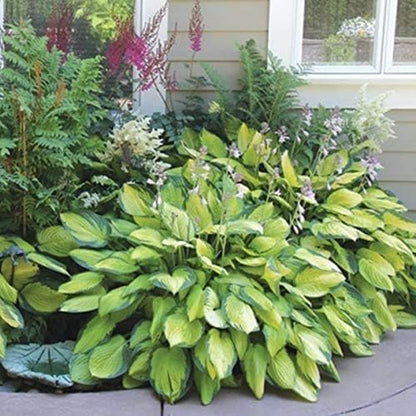 Fantastic Deal - 12 Bare Roots Hosta Plants - Mixed Heart-Shaped Hosta - Rich Green Foliage, Low Maintenance, Heart Shaped Leaves - Indoor and Outdoor